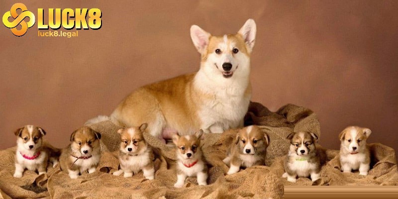 Bạn cần thử vận may với giấc mơ thấy chó tại Luck8 để được hỗ trợ