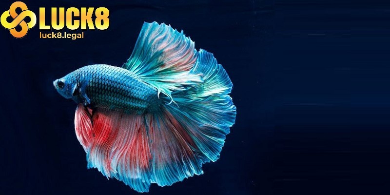 Cần phân tích chi tiết giấc mơ thấy cá và đầu tư đúng cách để thu lời cao