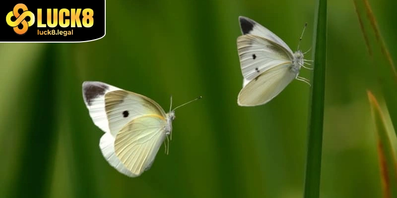 Chiem Bao Buom Vang Vao Nha Danh Con 68 86