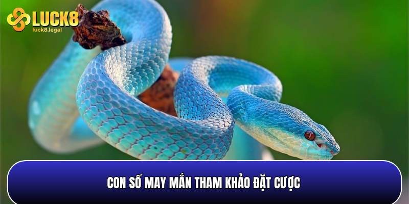 Con So May Man De Ban Thu Van May Khi Mo Ran Vao Nha