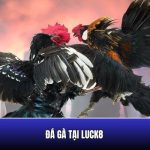 Trải nghiệm đá gà hấp dẫn cùng Luck8 cực đỉnh cao