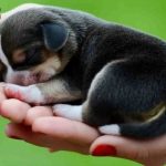 Đánh số gì khi mơ thấy chó để tăng cơ hội thu lời cao?