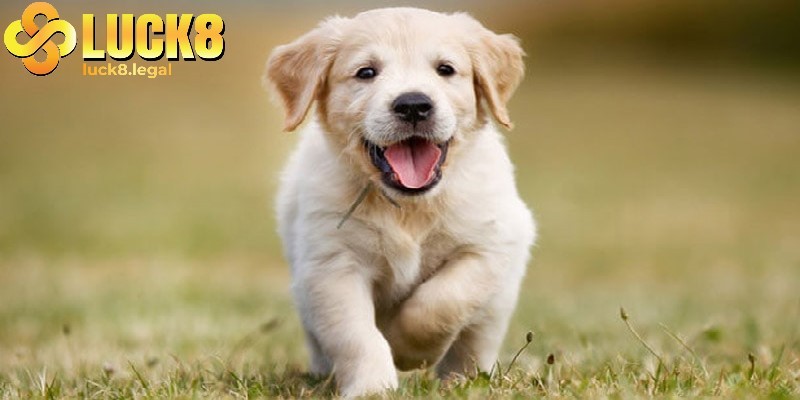 Đánh số gì khi mơ thấy chó luôn được quan tâm hiện nay