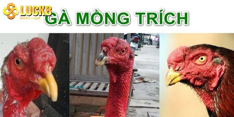 Ga Mong Trich Chien Tot Hon Ga Mao Vua
