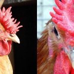 Gà mồng vua là gì? Có nên nuôi và huấn luyện thi đấu không?