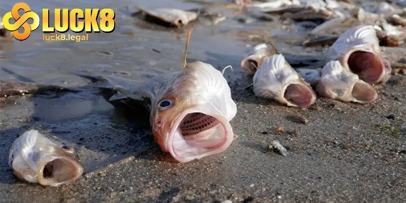 Mơ thấy cá chết nên đánh 11, 41, 44