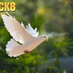 Mơ thấy chim bay vào nhà điềm gì? Gợi ý số đẹp tại Luck8
