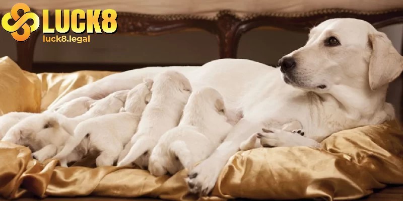 Mơ thấy chó đẻ con báo hiệu điềm lành