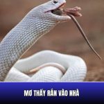 Giải mã giấc mơ thấy rắn vào nhà theo từng trường hợp