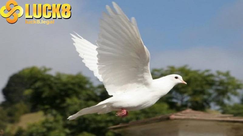 Mỗi giấc mơ thấy chim bay vào nhà 