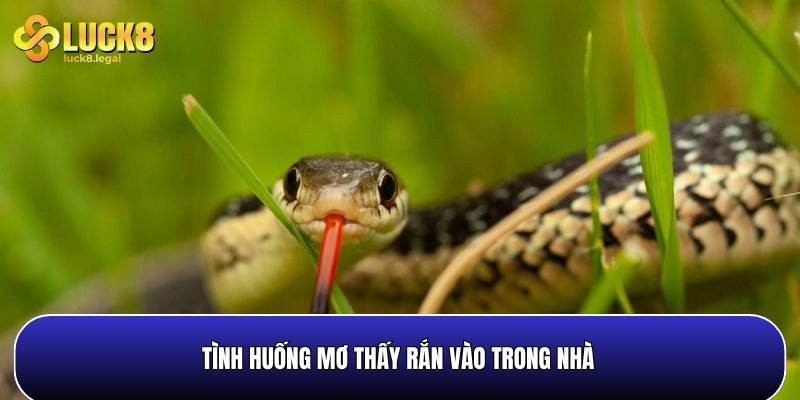 Nhung Tinh Huong Mo Thay Ran Vao Trong Nha
